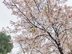 -武汉大学-樱园