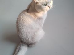 -豆逗聊愈猫阁Easy Life