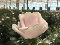 -上海鲜花港
