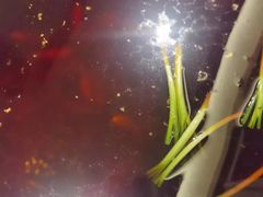 -大妙火锅·非物质文化遗产(东湖公园店)