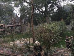 -成都大熊猫繁育研究基地