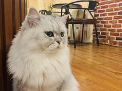 -猫友咖啡店(玉林西路店)