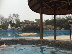 -金孔雀温泉旅游度假村