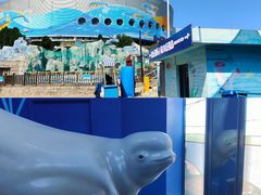 -海合安青岛极地海洋公园