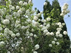 -洛阳市隋唐城遗址植物园