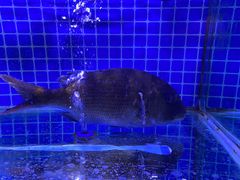 -富山日式料理(宽厚里店)