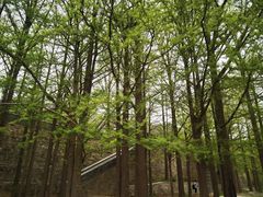 -阳台山自然风景区