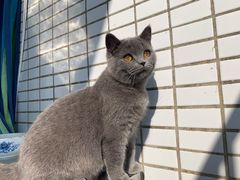 -lincat·猫舍(广州店)
