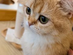 -滚猫咖啡·猫咖·猫友好撸猫(未来城店)