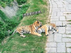 -深圳野生动物园