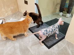 -猫力发电所·宠物专门店