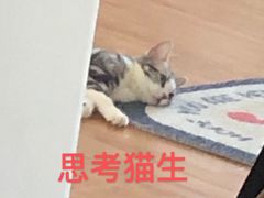 -三厂迎春烤面筋(王府井百货店)