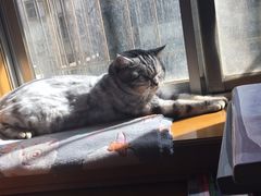 -芭比堂动物医院·犬猫全科·异宠专科(雁塔分院)