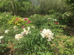 -北京西山国家森林公园