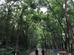 -云岗森林公园