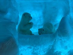 -海合安武汉极地海洋公园