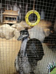 -酷嗒动物文化乐园(cutezoo西溪乐天城店)