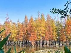 -白鹭湾湿地公园