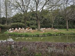 -上海野生动物园