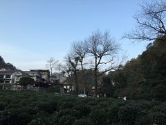 -龙井村