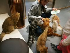 -飞行喵MR PILOT|猫舍·猫咖(静安大融城店)