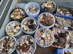 -塞罕坝国家级自然保护区