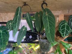 -Rabbit Cafe私房西餐甜点咖啡(栖霞路店)