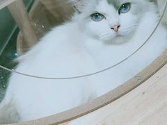 -momokira米努特·德文卷毛猫·棉花面纱犬