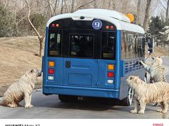 -北京野生动物园