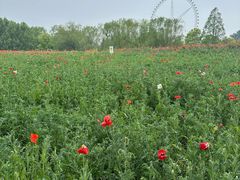 -祥源·阜阳生态乐园