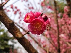 -望江楼公园