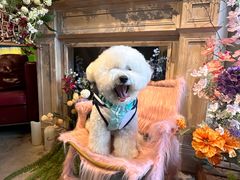 -百好乐宠物友好餐厅(朝外大街店)