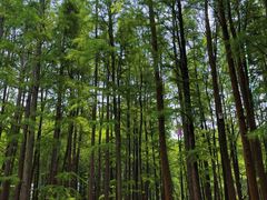 -上海共青森林公园