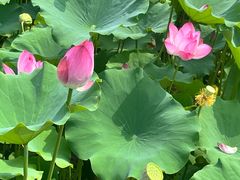-莲花池公园