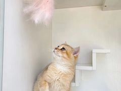 -萌兽医馆·眼科·异宠专科(三里屯店)