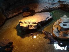 -泉城欧乐堡海洋极地世界