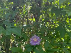 -中国科学院西双版纳热带植物园