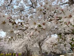 -古柏渡丰乐樱花园