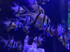 -海合安青岛极地海洋公园