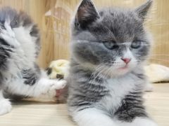 -屋虎猫馆(宝安大仟里店)