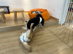 -南京Hallo宠物乐园·哈罗犬舍·柴犬繁育基地