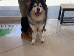 -艾贝尔宠物医院 ·中兽医·宠保定点(北门桥店)