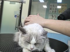 -天宠宠物医院24小时·急重症诊疗中心·全科·腔镜特色(和平分院)