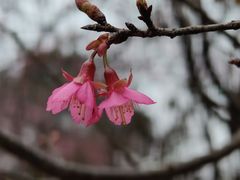 -天适樱花悠乐园