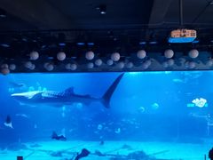 -烟台海昌鲸鲨海洋公园