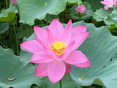 -莲花池公园