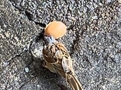 -利强记北角鸡蛋仔(弥敦道店 )