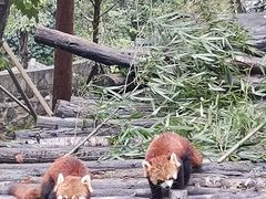 -都江堰中华大熊猫苑
