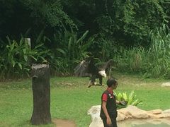 -新加坡飞禽公园