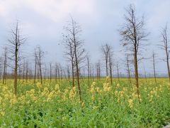 -洪湖生态旅游区